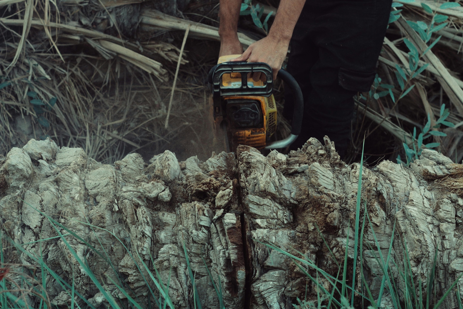 Arborist using chainsaw to cut large weathered tree trunk