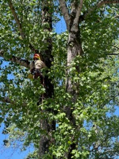 Expert arborist climbing tall tree with safety harness and blue sky