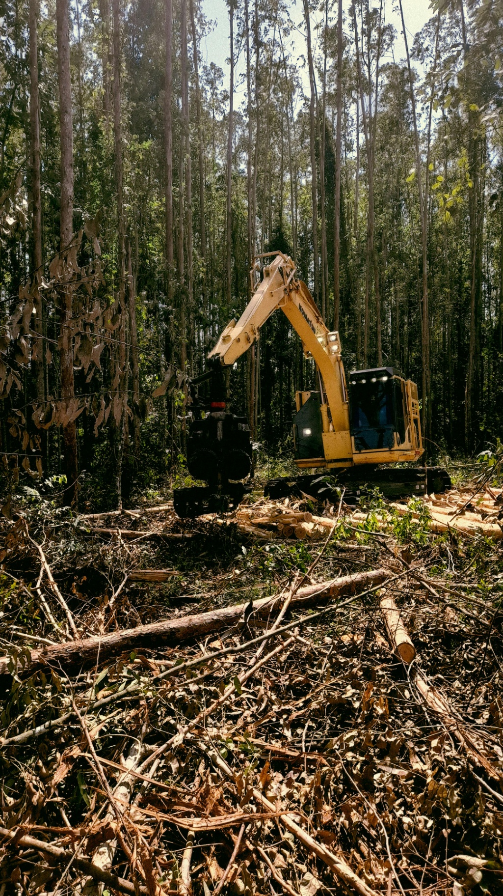 Heavy equipment excavator clearing fallen trees in forest