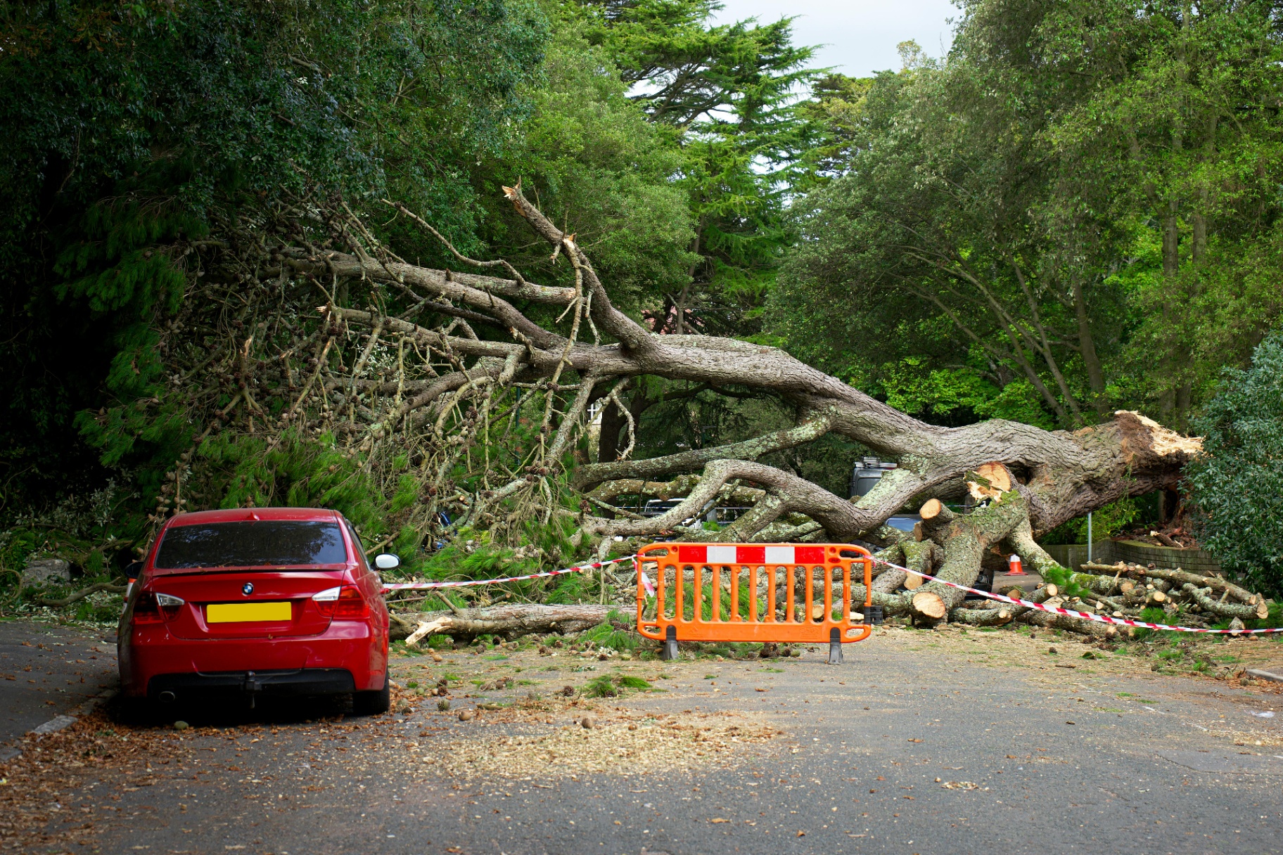 Emergency tree removal service clearing fallen tree blocking roadway