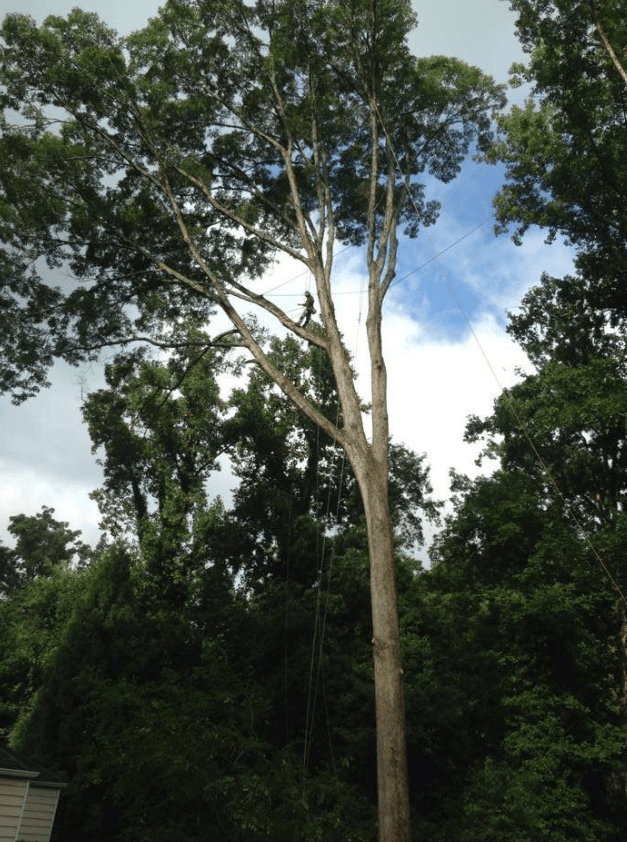 Tree service professional working at extreme height on tall tree
