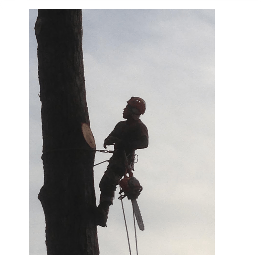 Professional tree climber safely harnessed while working on tall tree
