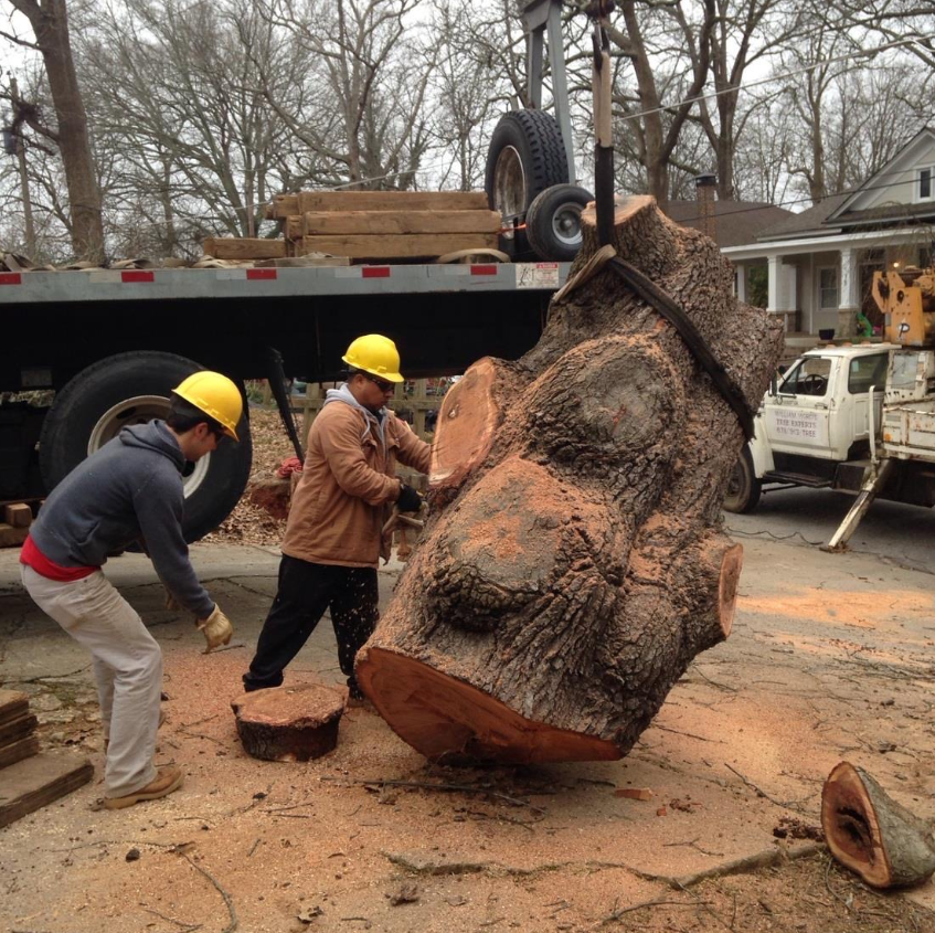 Team handling massive tree trunk removal project