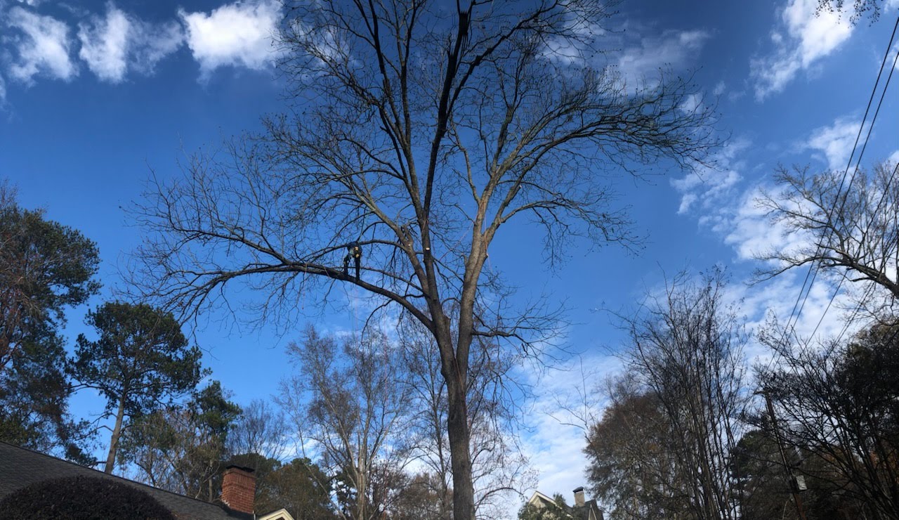 Large bare tree against clear blue sky ready for removal