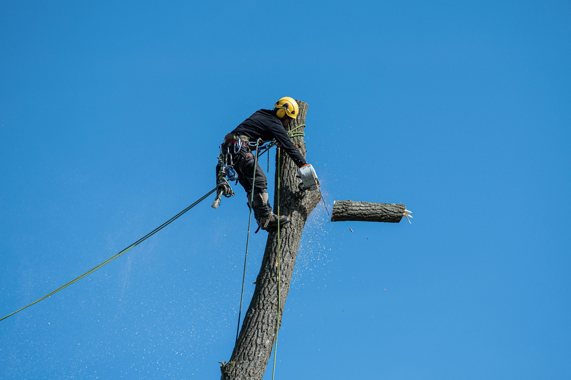 Professional tree trimming service