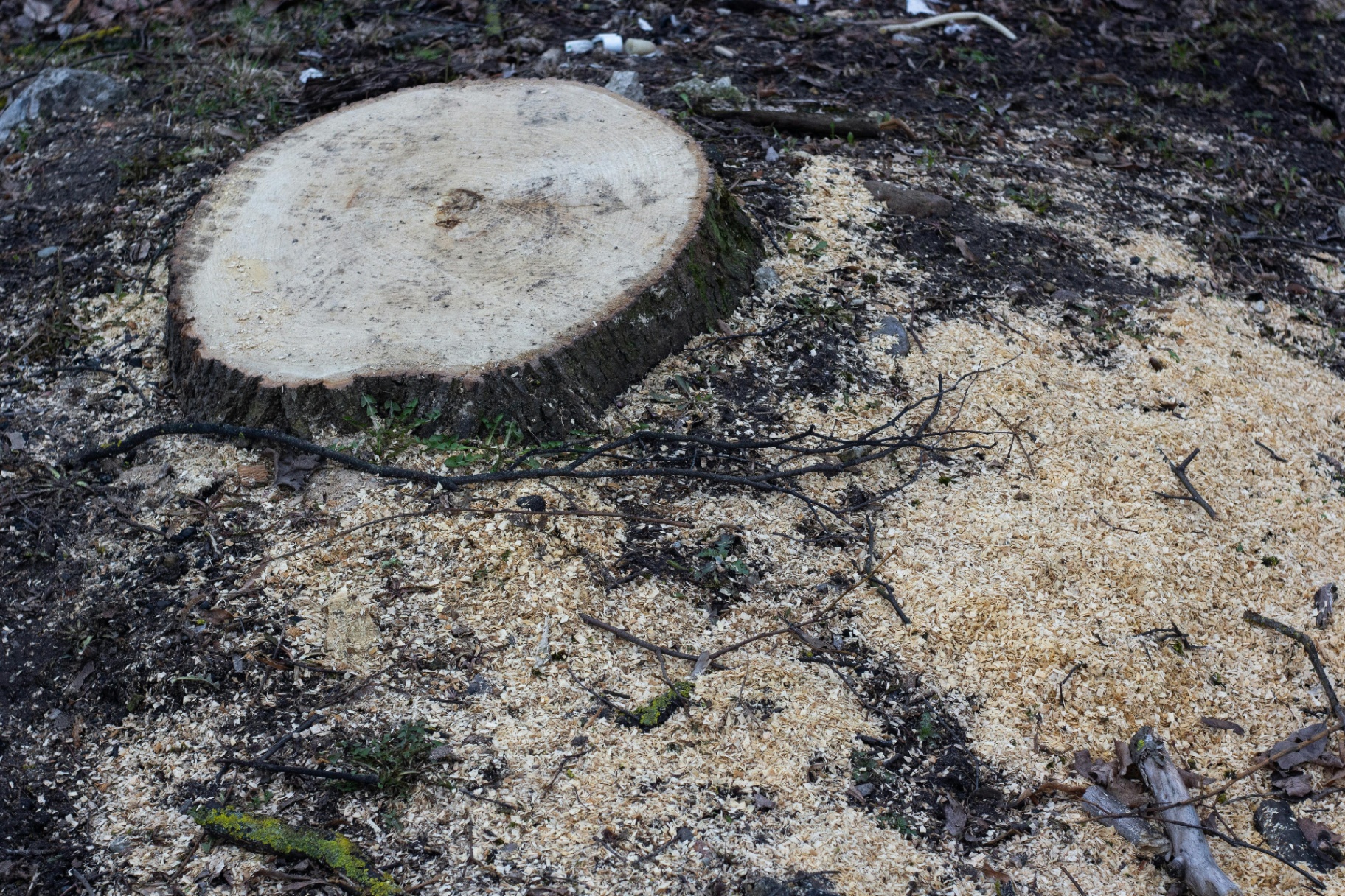 Professional stump grinding service